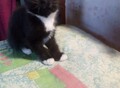 Фотография: Отдам котят в добрые руки