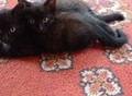Фотография: Котята мальчики Сема и Эдиган