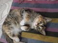 Фотография: Отдам кошечку мышеловку