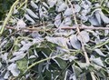 Фотография:  Малина сушеная, лист с ягодой