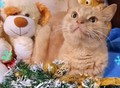 Фотография: СытыйКотик Бегемотик