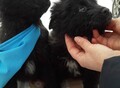 Фотография: Щенки от дворняжки 2 месяца