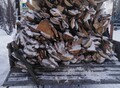 Фотография: Горбыль сухой
