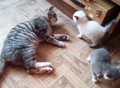 Фотография: котята 1,5 мес.кушают самостоятельно