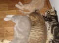 Фотография: Британские котята