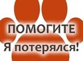 Фотография: Пропал кот, помогите найти!