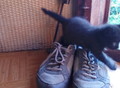 Фотография: Котята мальчики Сема и Эдиган