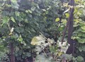 Фотография: Участок, Нагорный, Тенистая, 456
