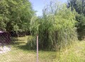 Фотография: Белокуриха, Продам маленький домик на