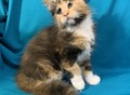 Фотография: Котята Мейн-кун