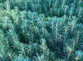Фотография: Сеянцы, саженцы хвойных растений из питомника