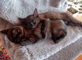 Фотография: Котята мальчики Сема и Эдиган