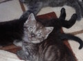Фотография: Котята шотландские