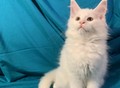 Фотография: Котята Мейн-кун