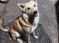 Фотография: Собака