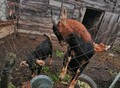 Фотография: Продам козлов.