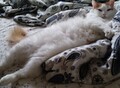 Фотография: Отдадим Кота Боню в добрые руки