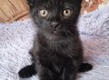 Фотография: Британские котята