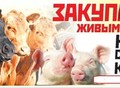 Фотография: Живым весом или мясом