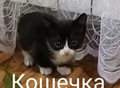 Фотография: Отдам котят