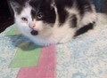 Фотография: Отдам котят в добрые руки