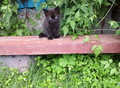 Фотография: Котята мальчики Сема и Эдиган