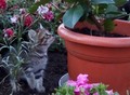 Фотография: котята 1,5 мес.кушают самостоятельно