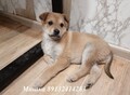 Фотография: Щенки в добрые руки