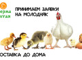 Фотография: Цыплята, Утята, ГУсята