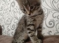 Фотография: Отдам бесплатно