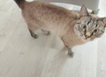 Фотография: Отдам кота 