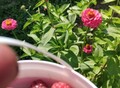 Фотография: Дом с небольшим участком