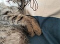 Фотография: Котята-мышеловы