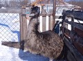 Фотография: Страуса Эму