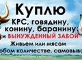 Фотография: Закупаю КРС