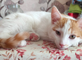 Фотография: Котята