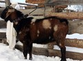 Фотография: Нубийский козел 