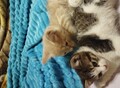 Фотография: Котята отдам. 