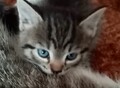 Фотография: сибирские котята