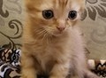 Фотография: Отдам котят