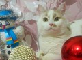 Фотография: Сытый Котик Альбус