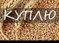Фотография: Куплю зерновые культуры и зерноотходы. 