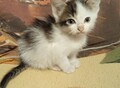 Фотография: Котята