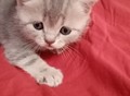 Фотография: Шотландские котята 