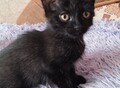Фотография: Британские котята
