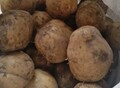 Фотография: Картофель семенной