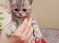 Фотография: Шотландские котята 