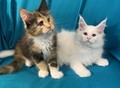 Фотография: Котята Мейн-кун