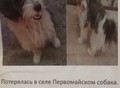Фотография: Пропала собака 