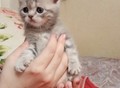 Фотография: Шотландские котята 